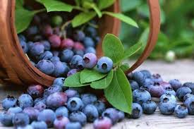 Borovnice: nutritivne vrijednosti